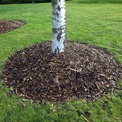 The Deadly Mulch Volcano - Weston Nurseries Magnolia Landscaping, Wood Chip Mulch, Vegetable Garden Beds, Hydrangea Shrub, Types Of Hydrangeas, Bigleaf Hydrangea, Hydrangea Varieties, Mulch Landscaping, Hydrangea Bloom