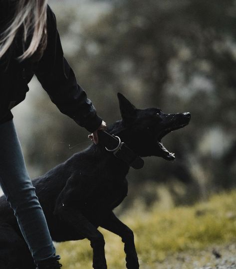 Belgian Malinois Aesthetic Wallpaper, Black German Shepherd Wallpaper, Black German Shepherd Photography, Dog Sports Aesthetic, Black Malinois Dog, Dog Handler Aesthetic, Working Dog Aesthetic, K9 Aesthetic, Protection Dog Aesthetic