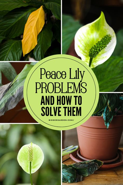 Fix common Peace Lily plant problems with expert Peace Lily care tips. Whether it's about Peace Lily flowers or general lily plant care, this guide will help keep your household plants in top shape. How To Split A Peace Lily, Peace Plant Care, How To Take Care Of Peace Lily Plant, How To Care For Peace Lily Plant, Peace Lily Care Indoor, Day Lilies Care, Peace Lily Plant Care, Lilly Plants, Peace Lily Flower