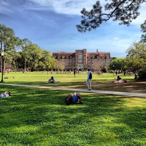 And Landis was the definition of serenity. Florida State University Campus, Florida Tech, Noles Football, Florida State Seminole, Oklahoma Sooners Football, Alabama Football Roll Tide, Kang Ho Song, Fsu Seminoles, Treading Water