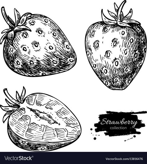 Food Drawing Strawberry, Straw Tattoo, Strawberry Drawings, Strawberry Sketch, Berries Illustration, Strawberry Vector, Strawberry Illustration, Biro Drawing, Strawberry Drawing