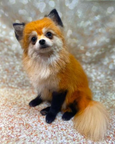 Cat Dyed Fur, Dog Dye Ideas, Dyed Dogs, Dog Hair Dye, Dog Dye, Creative Grooming, Fox Dog, Cotton Hair, Dye Ideas