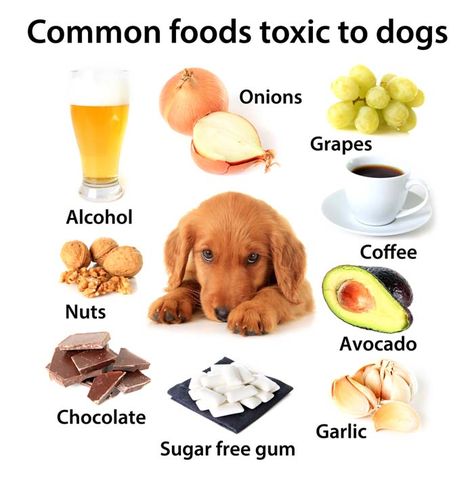 Foods Dogs Should Not Eat: 10 Human Foods That Are Dangerous To Dogs | Top Dog Tips Can Dogs Eat Grapes, Dangerous Foods For Dogs, Toxic Foods For Dogs, Human Food For Dogs, What Cats Can Eat, Food Dog, Dog Health Tips, Toxic Foods, Dog Nutrition