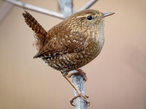 Winter Wren Overview, All About Birds, Cornell Lab of Ornithology Winter Wren, Arachnids, Wren, Bird Watching, The Winter, Insects, Lab, Birds, Photo And Video