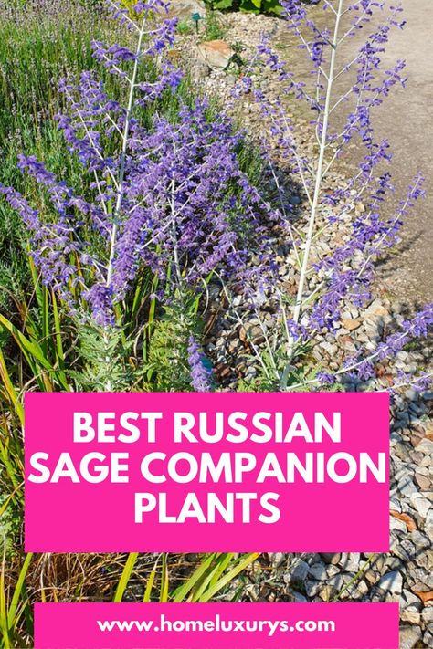 Russian Sage And Roses, Russian Sage And Boxwood, Russian Sage Garden Landscape Design, Russian Sage Hydrangea Landscaping, Russian Sage Front Yard, Russian Sage And Lavender, Hydrangea And Russian Sage, Companion Plants For Russian Sage, Sage Garden Ideas