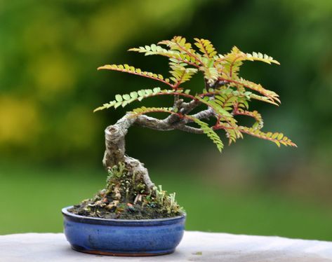 Bonsai Tree Types, Bonsai Tree Care, Bonsai Techniques, Mame Bonsai, Indoor Bonsai Tree, Bonsai Soil, Succulent Bonsai, Mini Bonsai, Indoor Bonsai