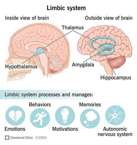 Deep Brain Stimulation, Neurological System, Brain Structure, Limbic System, Autonomic Nervous System, Deep Breathing Exercises, Social Behavior, Cleveland Clinic, Body Systems