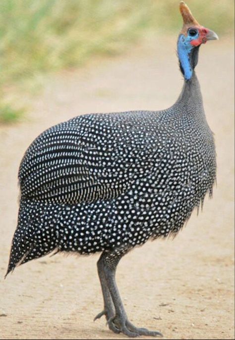 Guinea Fowl Art, African Birds, Guinea Fowl, Rare Birds, Nature Birds, African Wildlife, Exotic Birds, Bird Pictures, Pretty Birds