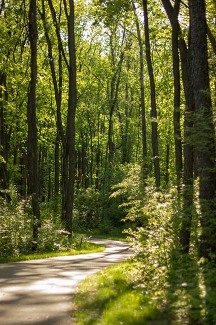 Lansing River Trail.  East Lansing Michigan.  12.6 Miles. East Lansing Michigan, Bicycle Trail, College Tour, Lansing Michigan, East Lansing, River Trail, State Of Michigan, Bike Path, Beautiful Forest