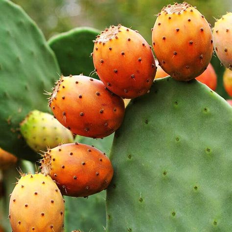 Cactus You Can Eat (With Pictures) | Succulents Network Carrier Oils For Skin, Types Of Cactus, Cactus Pears, Prickly Pear Seed Oil, Prickly Pear Oil, The Tiny Seed, Fruits Photos, Cactus Types, Fruit Picture