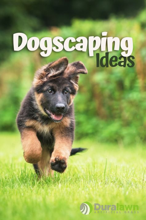 Dog Friendly Landscaping, Grass Allergy, Grass Landscaping, Dog Friendly Garden, Dog Friendly Backyard, Xeriscape Landscaping, Ashley James, Landscaping Business, Multiple Dogs