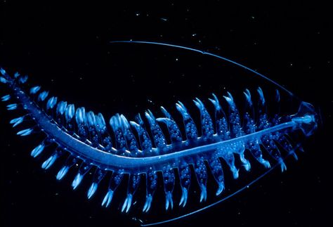 Tomopteris  This sea worm, a polychaete, is one of the few creatures that make yellow light. If disturbed, it can let loose glowing sparks from foot-like appendages called parapodia. In this picture you can also see its eggs, which will soon be released into the water. Image: Steve Haddock/Monterey Bay Aquarium Research Institute. Bioluminescent Animals, Jellyfish Eyes, Deep Sea Animals, Deep Sea Life, Deep Sea Creatures, Beautiful Sea Creatures, Underwater Creatures, Underwater Life, Deep Sea Fishing