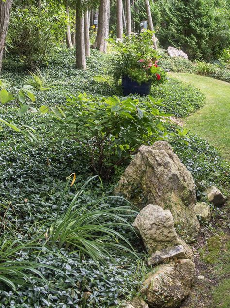 21 Stunning Perennial Ground Cover Plants That Thrive in the Shade - Gardening @ From House To Home Vinca Minor Ground Cover, Shade Landscape, Plants For Shade, Covered Marshmallows, Shade Loving Shrubs, Ground Orchids, Perennial Ground Cover, Vinca Minor, Plants Under Trees