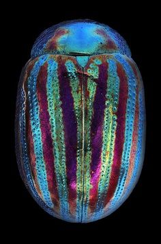 Chrysolina americana Cool Insects, Rosemary Lavender, Cool Bugs, A Bug's Life, Beetle Bug, Beautiful Bugs, Creepy Crawlies, Arthropods, A Bug