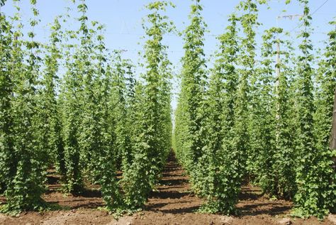 Willamette Valley hops growing for the microbrew market near Salem Oregon Hops Trellis, Craft Beer Recipes, Hops Plant, Farm Projects, Happy Coffee, Climbing Vines, Plant Spacing, Craft Artists, A Thought