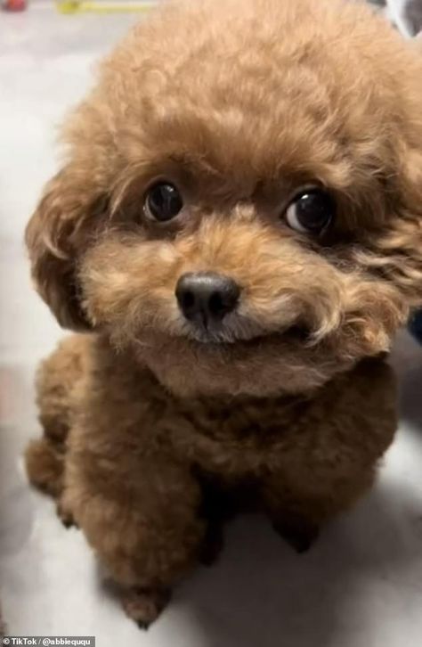 Sweet poodles Angel, Kongkong, Kaka, Fengfeng and Bobo have taken TikTok by storm with their adorable smiles Smiling Dogs Funny, Funny Poodle Pictures, Mulch Dog, Mulch Gang, Silly Dog Pictures, Puppy Smile, Funny Poodle, Cute Animals Meme Faces, Smile Meme