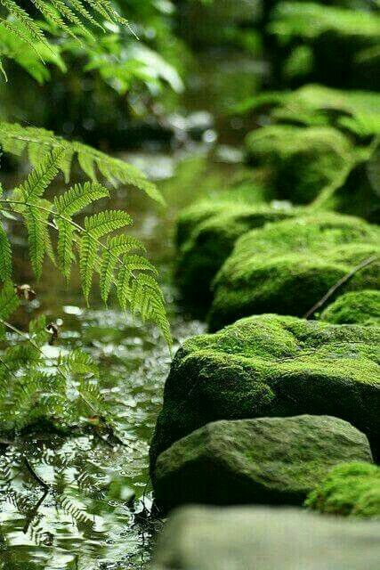 Taman Air, Moss Garden, Walk In The Woods, Green Nature, Alam Yang Indah, Zen Garden, Enchanted Forest, Green Aesthetic, Japanese Garden