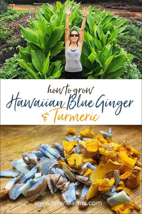 How to Grow Hawaiian Blue Ginger and Turmeric - Anywhere! #propagation #turmeric #ginger #growingturmeric #growingginger #tyrantfarms Medicinal Botany, Hawaii Gardening, Growing Turmeric, Mobile Gardening, Efficient Gardening, Grow Turmeric, Big Leaf Plants, Turmeric And Ginger, Hawaiian Plants