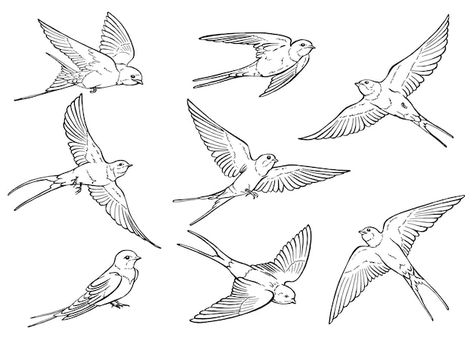 Vector set of flying swallow hand drawn ... | Premium Vector #Freepik #vector #doodle-illustration #animal-art #vintage-animal #doodle Swallow Drawing, Flying Bird Drawing, Flying Swallow, Hand Drawn Illustration, Heart Tree, Drawn Illustration, Cityscape Photos, Bird Drawings, Bird Illustration