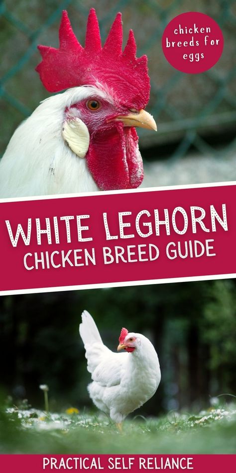 Leghorn Chicken Eggs, White Chicken Breeds, White Leghorn Chicken, Olive Egger Chicken, Chicken Breeds For Eggs, Leghorn Chicken, Best Chicken Breeds, Leghorn Chickens, Best Egg Laying Chickens