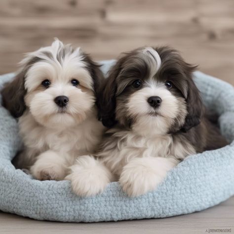 Amazon’s Best Puppy Gear Picks Ausidoodle Puppies, Non Shedding Dog Breeds, Havanese Puppies For Sale, Dog Breeds Medium, Havanese Puppies, Havanese Dogs, Cute Animals Puppies, Raining Cats And Dogs, Pretty Dogs