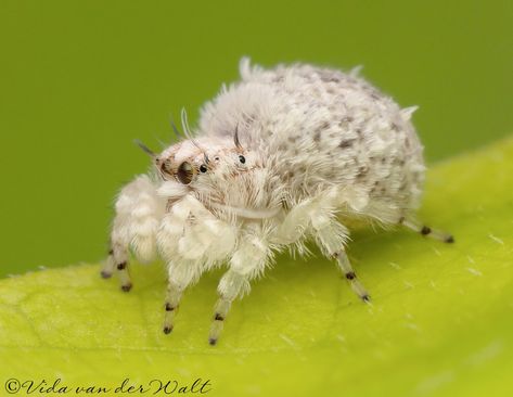 Spider Species, Cool Insects, Bug Collection, Cool Bugs, Jumping Spider, Beautiful Bugs, Unusual Animals, Arthropods, Pretty Animals