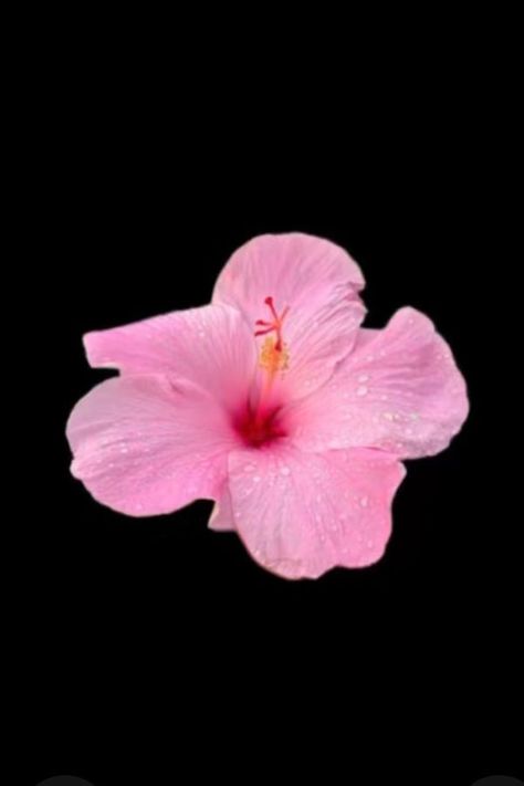 Wallpaper Backgrounds Hibiscus, Hibiscus Flower Black Background, Purple Hibiscus Flower Wallpaper, Flower Lockscreen, Pink Hibiscus Black Background, Pink Hawaiian Flowers Wallpaper, Free Coloring Pictures, Flowers Black Background, Wedding Color Schemes Spring