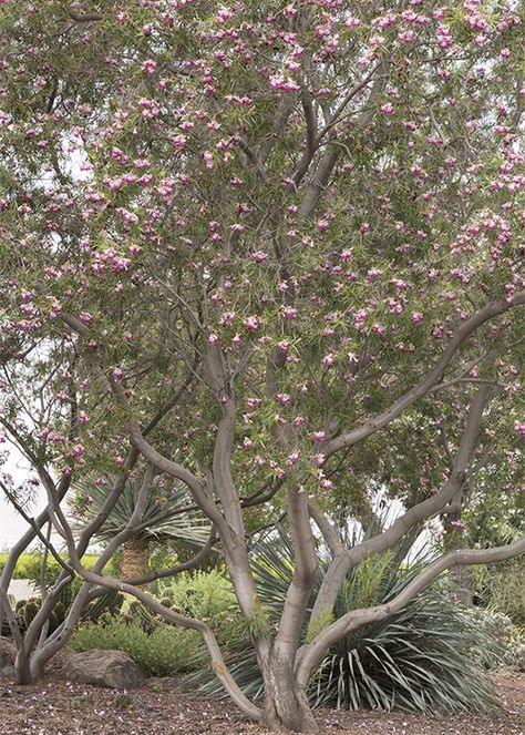 Best Problem-Solving Small Trees for Small Spaces (Zones 7 - 11) Desert Willow Tree, Trees For Front Yard, Desert Willow, Monrovia Plants, Wholesale Plants, Plant Catalogs, Garden Shrubs, Pallet Garden, Desert Plants