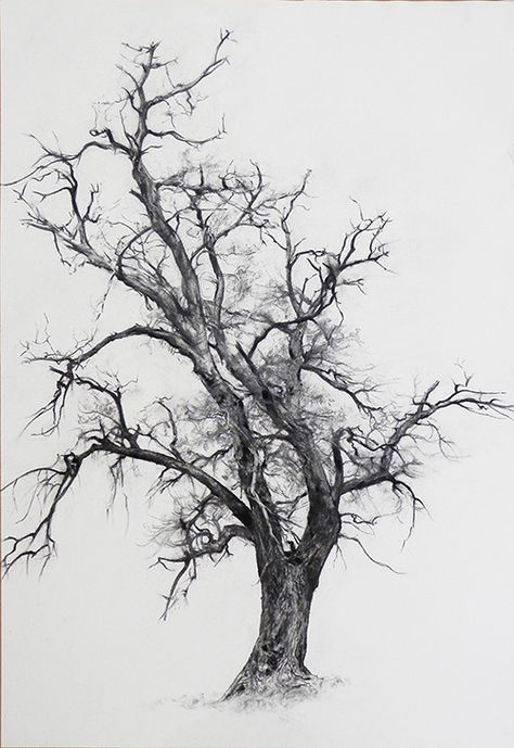 Branches on Behance Tree Drawing Charcoal, Branches Drawing Sketch, Detailed Tree Drawing, How To Draw Tree Branches, Trees Sketching, Charcoal Tree Drawing, Tree Branches Drawing, Black And White Tree Drawing, Old Tree Drawing