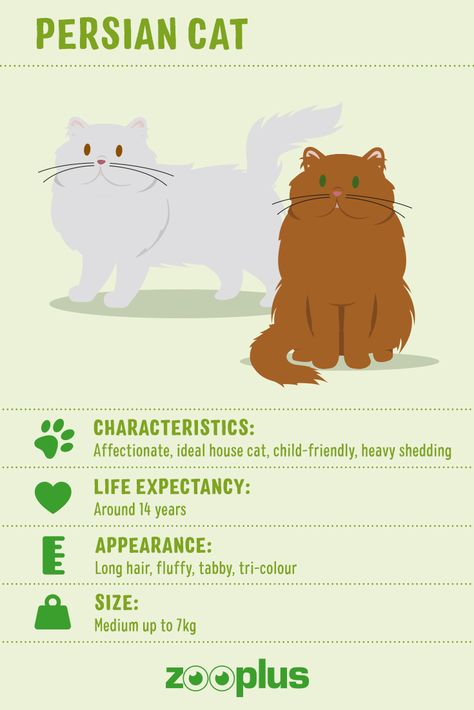 Cat Breeds List, Cat Races, Pet Food Packaging, Most Popular Cat Breeds, Popular Cat Breeds, Dog Breeds List, Flat Face, Long Haired Cats, Exotic Shorthair