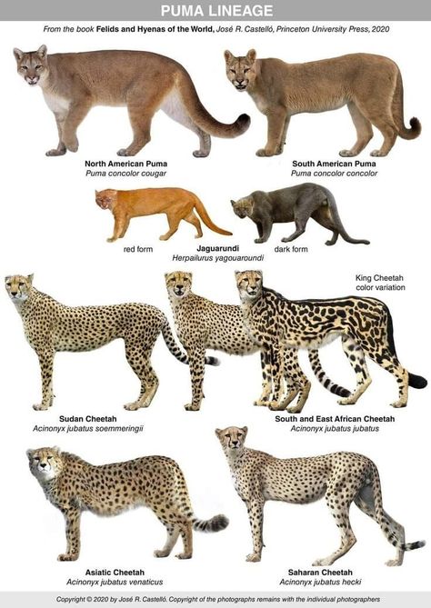 Animals Preschool Crafts, Types Of Wild Cats, Wild Cat Species, Animal Infographic, Cat Species, Animal Print Wallpaper, Animal Science, About Animals, Cat Character