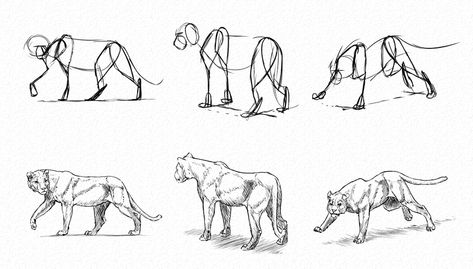 How to Use Gestures to Draw Creatures From Imagination Marvel Movies In Order, Drawings Of People, Gesture Drawings, Cat Sketch, Gesture Drawing, Drawing For Beginners, Pencil Art Drawings, Animal Sketches, Illustrator Tutorials