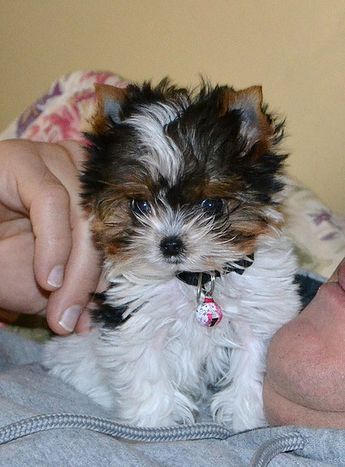 Parti Yorkie Puppies for Sale| Teacup Yorkie Puppies | Northshore Yorkshire Terriers Teacup Yorkie For Adoption, Teacup Yorkies For Sale, Yorkie Poo Puppies, Yorkie Puppies For Adoption, Parti Yorkie, Baby Yorkie, Yorkie Breeders, Teacup Yorkie For Sale, Teacup Yorkies