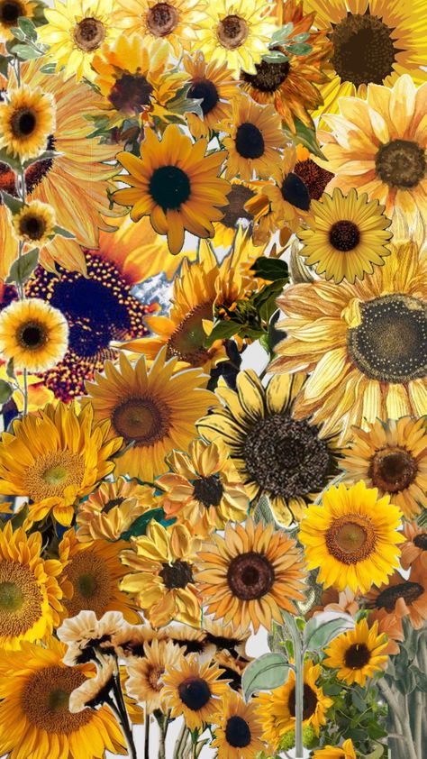 #wallpaper #sunflower #yellow #flowers Sunflower Collage, Wallpaper Sunflower, Sunflower Yellow, Create Collage, Creative Play, Your Aesthetic, Connect With People, Yellow Flowers, Creative Energy