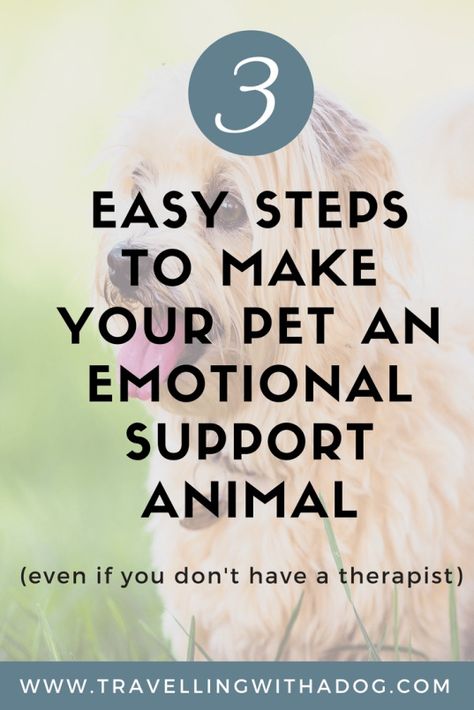 How To Train An Emotional Support Dog, Emotional Support Dog Letter, Training An Emotional Support Dog, Esa Dog Training, Cats Emotions, Emotional Support Cat, Emotional Support Dog Training, Esa Dog, Guard Dog Training