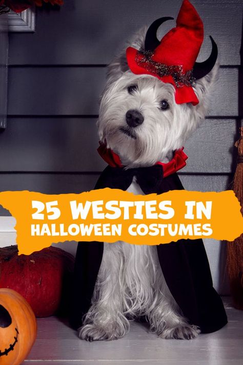 25 Westies In Costumes [Halloween Costume Ideas for West Highland Terriers] Westie Halloween Costumes, Westie Halloween, Silly Halloween Costumes, Funny Westies, Silly Halloween, Easy Diy Costumes, Ghost Costume, Scottish Terriers, Highlands Terrier