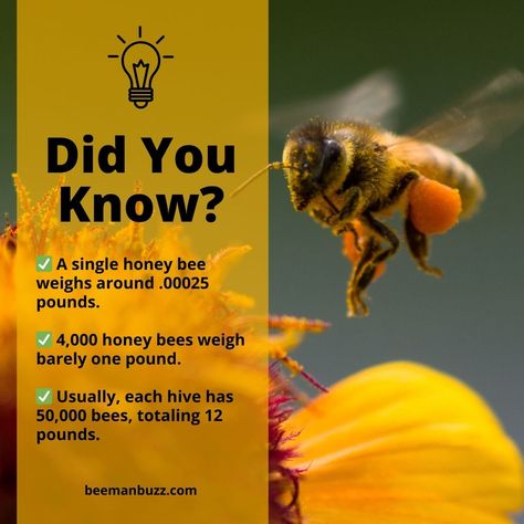 Did you know?  ✅ A single honey bee weighs around .00025 pounds. ✅ 4,000 honey bees weigh barely one pound. ✅ Usually, each hive has 50,000 bees, totaling 12 pounds.  Follow us for more honey bee facts! 😉  #beemanhoneystix #honeystick #honey #purehoney #benefitsofhoney #honeystix #healthysnacks #flavoredhoney #flavoredhoneystix #sweettreats #beefacts #bee Honey Facts, Honey Bee Facts, Honey Benefits, Honey Sticks, Pure Honey, One Pound, Honey Bees, Honey Bee, Frogs