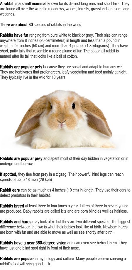 Rabbit facts for kids 4h Bunny Project, Rabbit Knowledge, Small Pets For Kids, Rabbit Tips, Rabbit Health, Rabbit Facts, Bunny Activities, Rabbit Behavior, Brave Writer