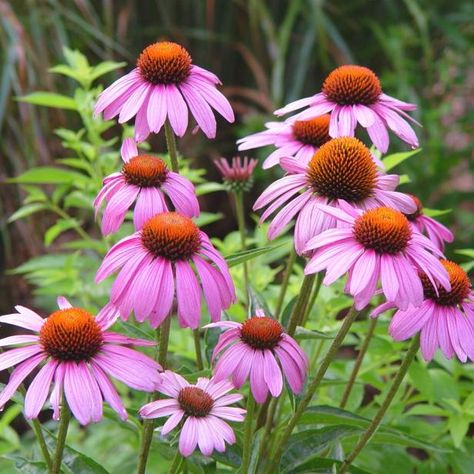 Get the scoop on coneflowers, and learn why these spiny-centered beauties belong in your garden. Coneflower Seeds, Long Blooming Perennials, Purple Coneflower, Echinacea Purpurea, Perennial Garden, Garden Flower, Gardening Supplies, Flowers Perennials, Butterfly Garden