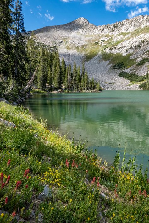 Wildflowers on the Shore of an Alpine Lake in Northern Utah [OC][3553x5330]  Click the link for this photo in Original Resolution.  If you have Twitter follow twitter.com/lifeporn5 for more cool photos.  Thank you author: https://bit.ly/3kz95OS  Broadcasted to you on Pinterest by pinterest.com/sasha_limm  Have The Nice Life! Serene Nature Photos, Lake Blanche Utah, Midwest Scenery, Utah Forest, Utah Scenery, Alpine Aesthetic, Utah Nature, Alpine Utah, Pretty Lake