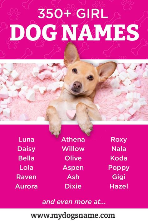 Dog Names Girl List, Female Puppy Names, Puppy Names Female, Good Girl Dog Names, Girly Dog Names, Female Dog Names Unique, Female Dog Names Unique List, Female Puppy Names Unique, Dog Names Girl