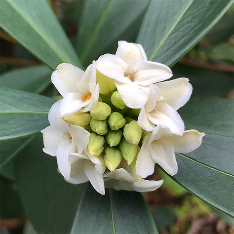 Winter Daphne, Daphne Flower, Daphne Odora, Daphne Plant, Small Evergreen Shrubs, Mum Flowers, Floral Motives, Plant Inspiration, Plant Shopping