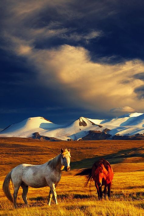 Mongolia | Easy Planet Travel - World travel made simple Open Field, Wild Horses, Mongolia, 귀여운 동물, Beautiful Horses, Tibet, Beautiful World, Wonders Of The World, Nepal