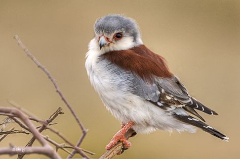 Pygmy Falcon, Animal Drawing Ideas, Kinds Of Birds, Animal Drawing, Bird Lover, Birds Of Prey, Birds Of A Feather, Bird Lovers, Bird Feathers