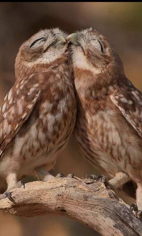 PIC on Twitter: "Kiss https://t.co/3pE10eyvtY" Two Owls, Little Owls, Burrowing Owl, Owl Photos, Slaap Lekker, Owl Pictures, Beautiful Owl, Pretty Birds, Bird Photo