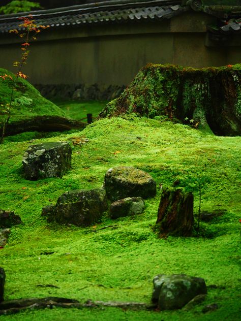 Located in western Kyoto, Saihoji Temple is a temple of the Rinzai sect of Zen Buddhism.  The temple, being covered in moss, is also known as a Koke-Dera or Moss Temple. Saihoji Temple, Rinzai Zen, Moss Temple, Garden Idea, Zen Buddhism, Moss Garden, Japanese Gardens, Rain Garden, House Building