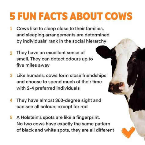 Cow Facts, Animal Facts, Essay Writing, Facts About, 360 Degree, All The Colors, Did You Know, Fun Facts, Cow