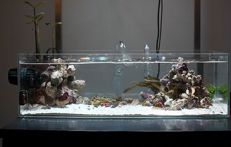 Terrarium Tank, Small Heater, Aquascape Design, Aquascape Aquarium, Saltwater Tank, Vivarium, Aquarium Design, Reef Aquarium, Reef Tank