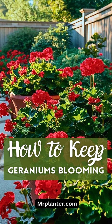 How to Keep Geraniums Blooming, its complete care and how to grow it How To Grow Geraniums, Geraniums In Pots, Growing Geraniums, Geranium Care, Geraniums Garden, Potted Geraniums, Summer Flowers Garden, Geranium Flower, Red Geraniums