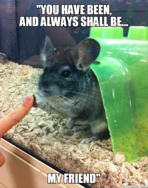 Live long & prosper...   #StarTrek Chinchilla Cute, Chinchilla Pet, Chinchillas, High Five, Funny Animal Pictures, Exotic Pets, Pet Store, Cute Funny Animals, Guinea Pigs